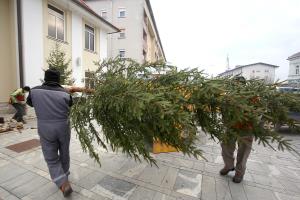 POSTAVLJANE NOVOLETNIH SMREK PRED KD 01 FOTO LJUBO VUKELIČ
